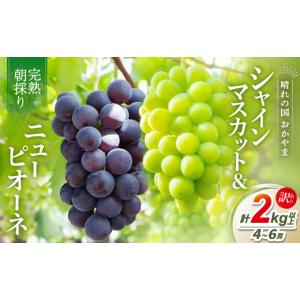 ふるさと納税 ぶどう 岡山県 新庄村 2026年...の商品画像