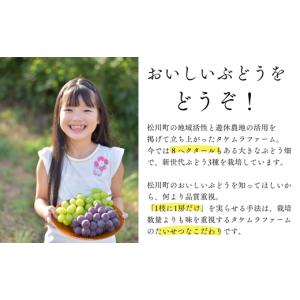 ふるさと納税 果物類 ぶどう 長野県 松川町 ...の詳細画像3