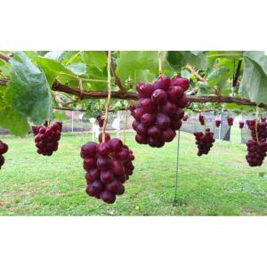 ふるさと納税 果物類 ぶどう 長野県 松川町 ...の詳細画像5