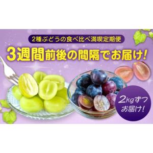 ふるさと納税 ぶどう マスカット 広島県 福山...の詳細画像2