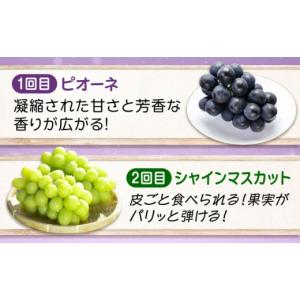 ふるさと納税 ぶどう マスカット 広島県 福山...の詳細画像3