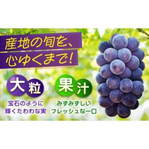 ふるさと納税 ぶどう マスカット 広島県 福山...の詳細画像4