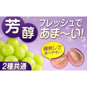 ふるさと納税 ぶどう マスカット 広島県 福山...の詳細画像5