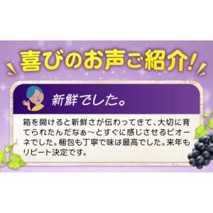 ふるさと納税 果物類 ぶどう 広島県 福山市 ...の詳細画像3