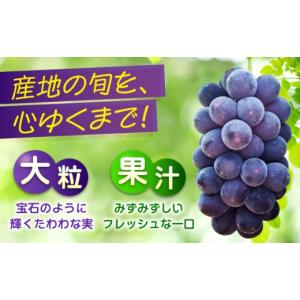 ふるさと納税 果物類 ぶどう 広島県 福山市 ...の詳細画像4