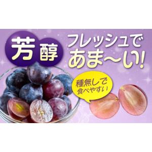 ふるさと納税 果物類 ぶどう 広島県 福山市 ...の詳細画像5