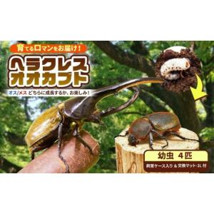ふるさと納税 生き物 千葉県 君津市 先行予約 ヘラクレスオオカブト 幼虫 4匹 2令後期 〜 3令初期 （交換マット・1袋付） | ヘラクレスヘラクレス カブトムシ…