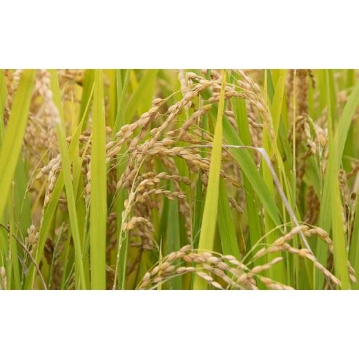 ふるさと納税 無洗米 山形県 朝日町 無洗米 はえぬき 令和7年産 5kg（1袋） 2025年産 山...