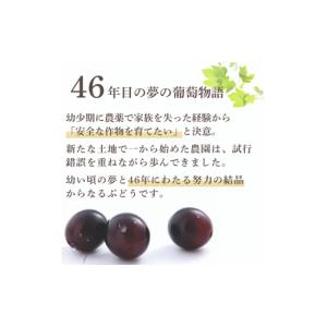 ふるさと納税 ぶどう 山口県 宇部市 ぶどう ...の詳細画像2