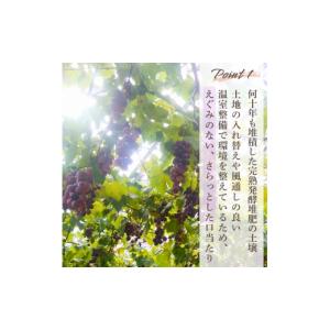 ふるさと納税 ぶどう 山口県 宇部市 ぶどう ...の詳細画像3