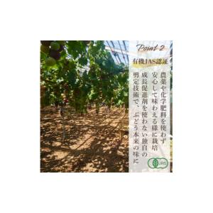 ふるさと納税 ぶどう 山口県 宇部市 ぶどう ...の詳細画像4