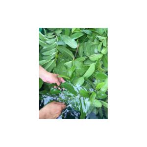 ふるさと納税 化粧水・乳液 美容液・クリーム ...の詳細画像4