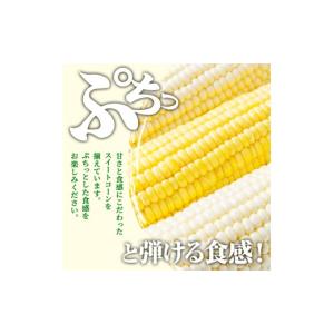 ふるさと納税 とうもろこし 北海道 士別市 期...の詳細画像4