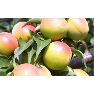 ふるさと納税 加工品等 梅干 和歌山県 みなべ...の詳細画像2