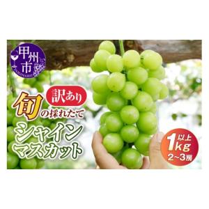 ふるさと納税 ぶどう マスカット 山梨県 甲州市 訳あり 旬の採れたてシャインマスカット 1kg以上 2〜3房 2026年発送 （HO）A05-1410 シャインマスカット 葡萄…