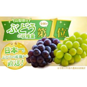 ふるさと納税 ぶどう マスカット 山梨県 甲州...の詳細画像2
