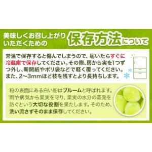 ふるさと納税 ぶどう マスカット 岡山県 浅口...の詳細画像4
