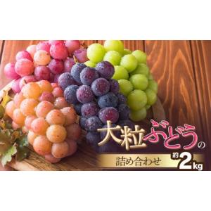 ふるさと納税 果物類 ぶどう 山形県 鶴岡市 ...の詳細画像1
