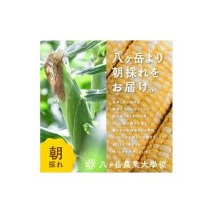 ふるさと納税 とうもろこし 長野県 原村 20...の詳細画像2