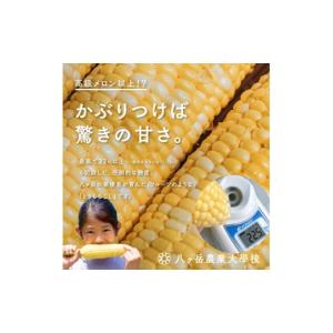 ふるさと納税 とうもろこし 長野県 原村 20...の詳細画像3