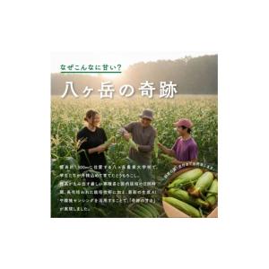 ふるさと納税 とうもろこし 長野県 原村 20...の詳細画像4