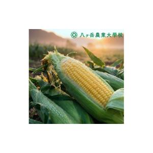 ふるさと納税 とうもろこし 長野県 原村 20...の詳細画像5