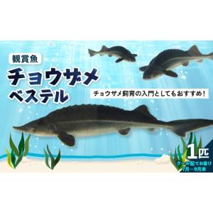 ふるさと納税 魚貝類 広島県 呉市 チョウザメ観...の商品画像