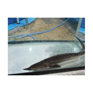 ふるさと納税 魚貝類 広島県 呉市 チョウザメ...の詳細画像3
