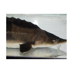 ふるさと納税 魚貝類 広島県 呉市 チョウザメ...の詳細画像4