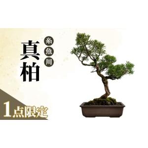 ふるさと納税 花・苗木 盆栽 新潟県 糸魚川市 限定一点 糸魚川真柏 商品番号10 山採り木 現品限り 盆栽 新潟県糸魚川市