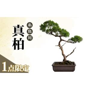 ふるさと納税 花・苗木 盆栽 新潟県 糸魚川市 限定一点 糸魚川真柏 商品番号11 山採り木 現品限り 盆栽 新潟県糸魚川市
