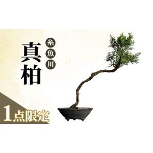 ふるさと納税 花・苗木 盆栽 新潟県 糸魚川市...の詳細画像1