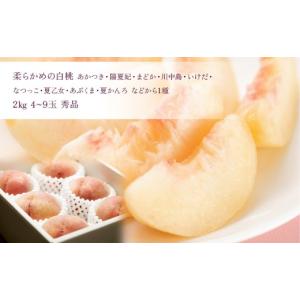 ふるさと納税 果物の詰合せ 山形県 - 定期便...の詳細画像5