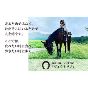 ふるさと納税 感謝状等 京都府 綾部市 引退馬...の詳細画像3
