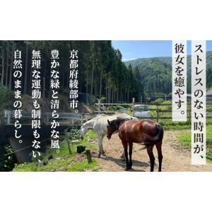 ふるさと納税 感謝状等 京都府 綾部市 引退馬...の詳細画像5