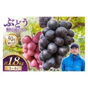 ふるさと納税 果物類 ぶどう 山形県 高畠町 ...の詳細画像1