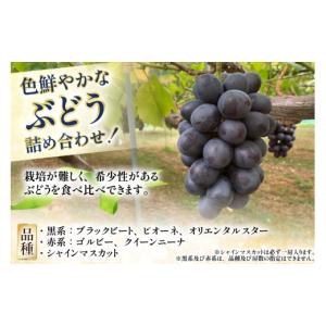 ふるさと納税 果物類 ぶどう 山形県 高畠町 ...の詳細画像2
