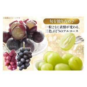 ふるさと納税 果物類 ぶどう 山形県 高畠町 ...の詳細画像3