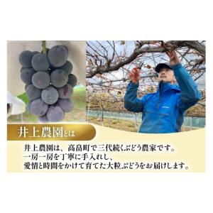 ふるさと納税 果物類 ぶどう 山形県 高畠町 ...の詳細画像4