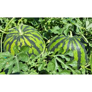 ふるさと納税 スイカ 長野県 山形村 山形村産...の詳細画像3