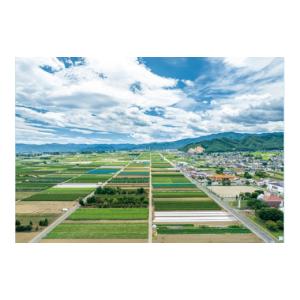 ふるさと納税 スイカ 長野県 山形村 山形村産...の詳細画像5