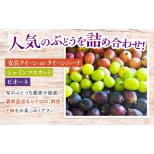 ふるさと納税 果物類 ぶどう 広島県 三次市 ...の詳細画像2