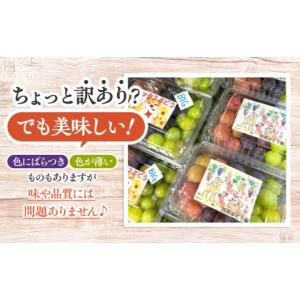 ふるさと納税 果物類 ぶどう 広島県 三次市 ...の詳細画像3