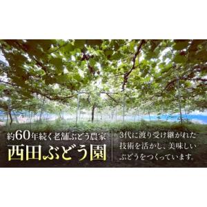 ふるさと納税 果物類 ぶどう 広島県 三次市 ...の詳細画像5