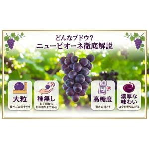 ふるさと納税 果物類 ぶどう 岡山県 勝央町 ...の詳細画像2