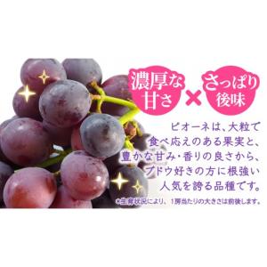 ふるさと納税 果物類 ぶどう 茨城県 つくばみ...の詳細画像2