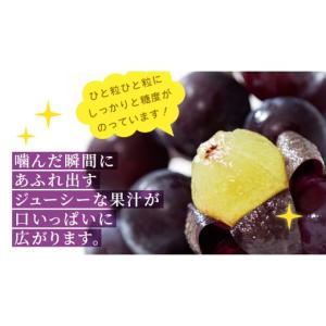 ふるさと納税 果物類 ぶどう 茨城県 つくばみ...の詳細画像3