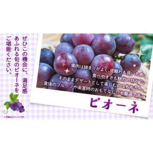 ふるさと納税 果物類 ぶどう 茨城県 つくばみ...の詳細画像4