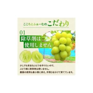 ふるさと納税 果物類 ぶどう 岡山県 真庭市 ...の詳細画像4