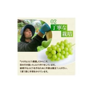 ふるさと納税 果物類 ぶどう 岡山県 真庭市 ...の詳細画像5